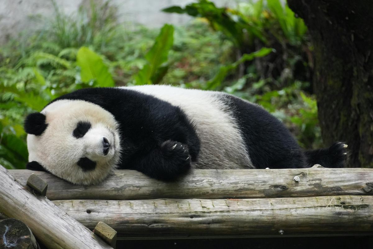 Panda gigante descansando em tronco