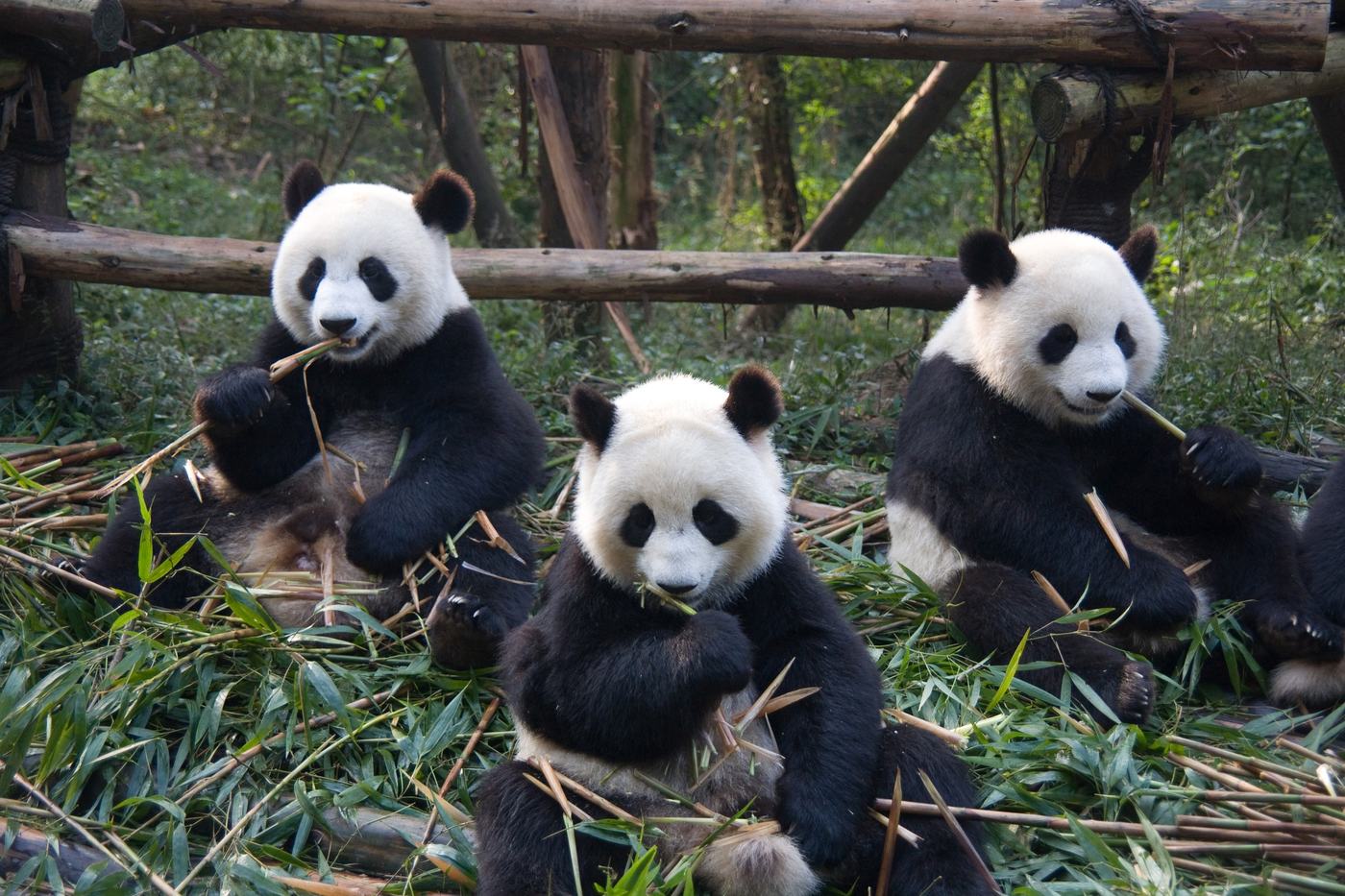 Pandas gigantes comendo bambu em Chengdu